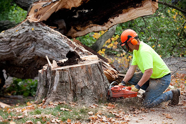 Hudson Lake, IN Tree Removal Company